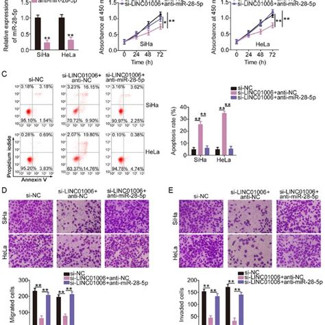 A Mir P Inhibitor Anti Mir P Offsets The Inhibitory Actions