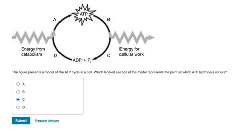 Solved ATP A B Energy From Catabolism Energy For Cellular Chegg