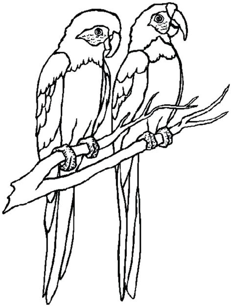 Macaw Coloring Page At Free Printable Colorings