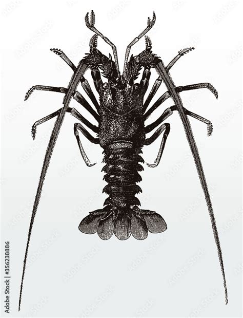 European Spiny Lobster Or Crayfish Palinurus Elephas In Top View After