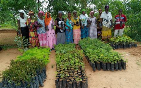 Planting Trees for the Future | Sustainable Solutions in Rural Senegal