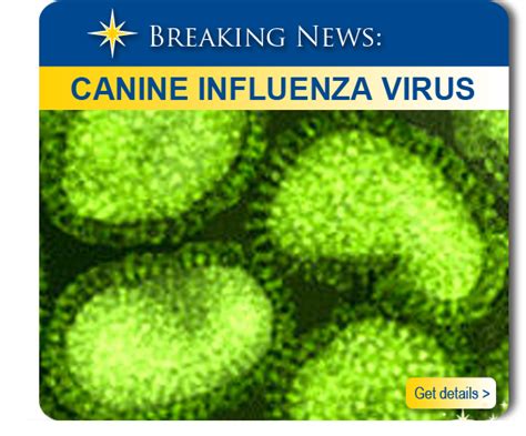 Breaking News Canine Influenza Virus Northstar Vets