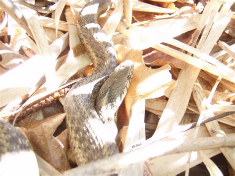 Plants And Wildlife Of New Jersey Eastern Garter Snake Thamnophis