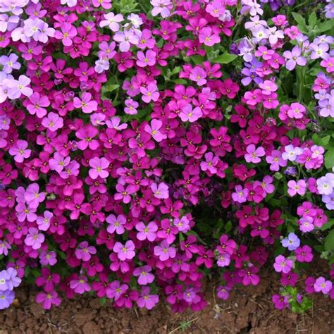 Aubrieta Royal Red