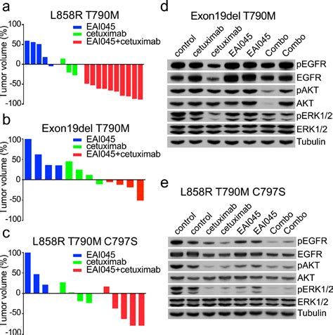 Figure 2 From Overcoming EGFR T790M And C797S Resistance With Mutant