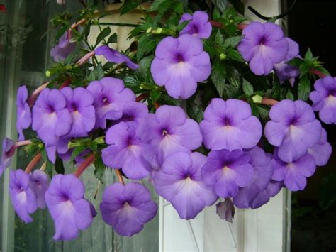 Купить корни ахименес из питомника "КСП" – доставка почтой, СДЭК