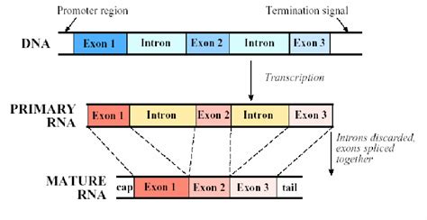 Intron Dna