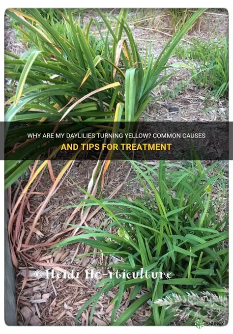 Why Are My Daylilies Turning Yellow? Common Causes And Tips For Treatment | ShunCy