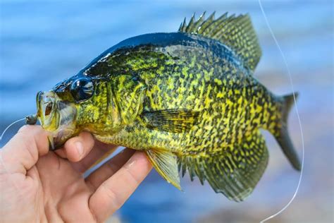 21 Expert Crappie Fishing Tips for Every Season: Adjusting Your ...