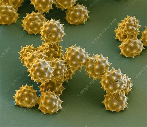 Yellow Chamomile Pollen Grains Sem Stock Image C Science