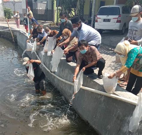 Jaga Kualitas Lingkungan Dinas Perikanan Tebar Benih Ikan Di Sungai