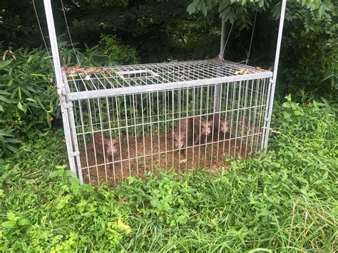 駆除依頼 その3 仙台ハンターの備忘録