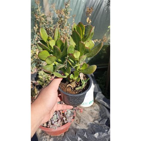 Crassula Ovata / arbol de jade Maceta MAC-10 Tamaño XXXS (1cm - 10cm)