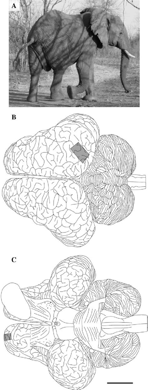 a Photograph of elephant LA1; b superior and c inferior views of the... | Download Scientific ...