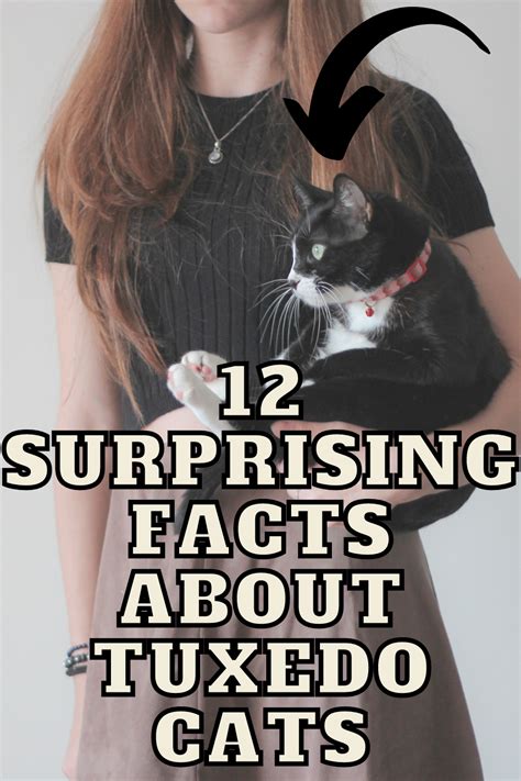 12 surprising facts about tuxedo cats – Artofit