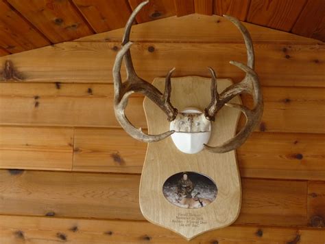 Antler Mount Plaque | Pine Ridge Outdoors – Winnipeg Manitoba Canada