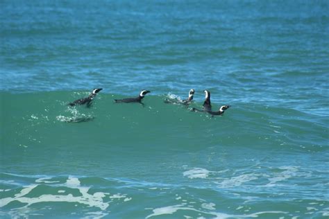 Seis pinguins de magalhães são soltos em praia de Florianópolis Santa