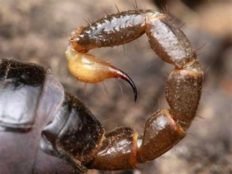 C Mo Evitar Los Alacranes En El Hogar Medidas Para Protegerte