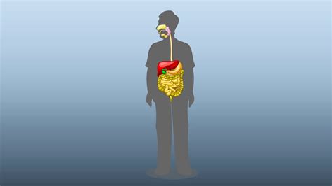 Human Digestive System Animation For Class 7810 Nutrition In