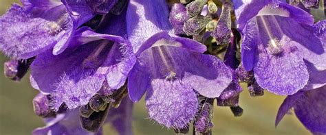 Jacaranda Mimosifolia Description Care And Uses Rhorticulture