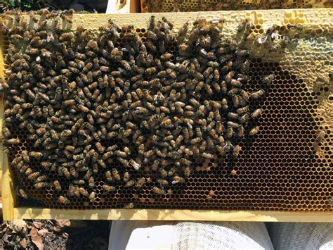 The Beekeeping Season Lengthens - PerfectBee