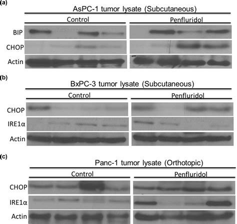 Penfluridol Induces Endoplasmic Reticulum Stress Leading To Autophagy