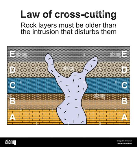 Ley de corte transversal ilustración Fotografía de stock Alamy