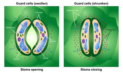 The Mechanism Of Opening And Closing Of Stomata Your Learning Point