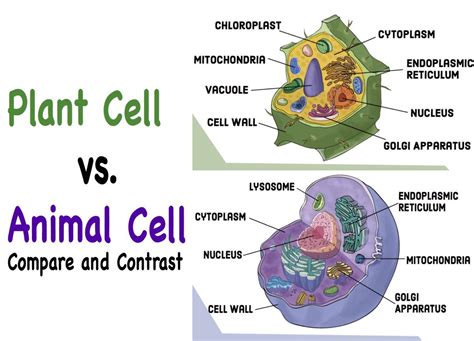 Compare and Contrast: Chloroplasts and Mitochondria | Plant and animal cells, Plant cell, Animal ...