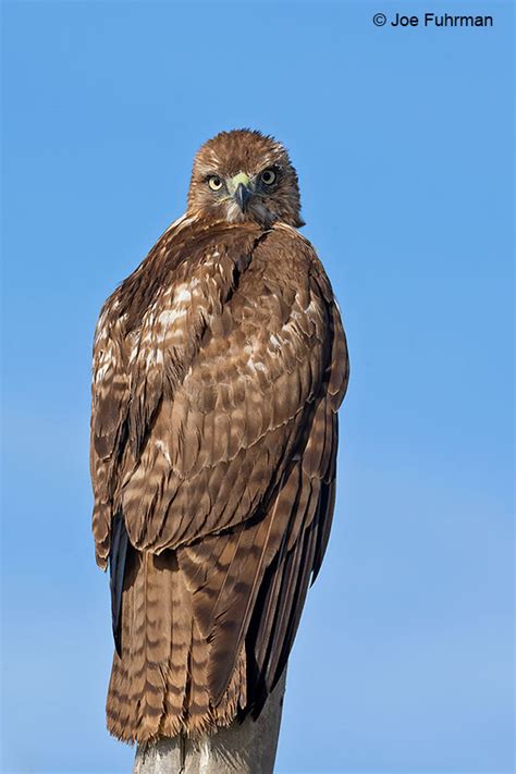 Red Tailed Hawk Joe Fuhrman Photography