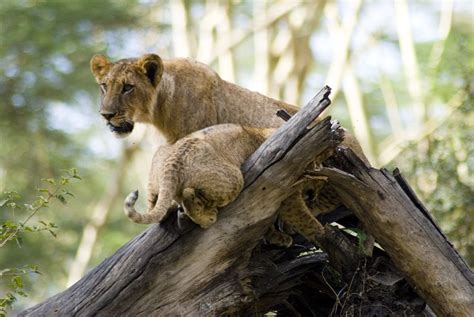 Da Nairobi Escursione Di Un Giorno Al Parco Nazionale Del Lago Nakuru