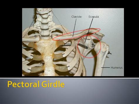 Bones Of The Pectoral Girdle