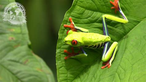 Agalychnis Callidryas Red Eyed Tree Frog Youtube