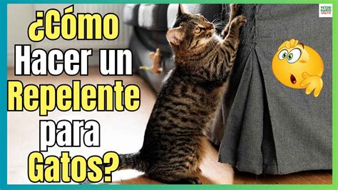 🔴 ¿como Hacer Un Repelente Natural Para Gatos 🔴 Youtube