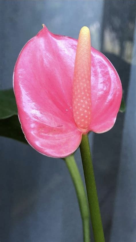 Pink Anthurium | Anthurium flower, Spring wedding flowers, Flower ...