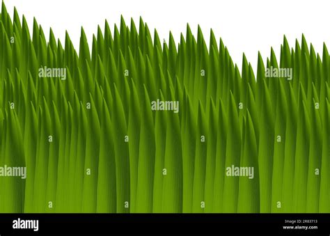 Green Grass Also Available As A Vector In Adobe Illustrator Eps Format Compressed In A Zip File