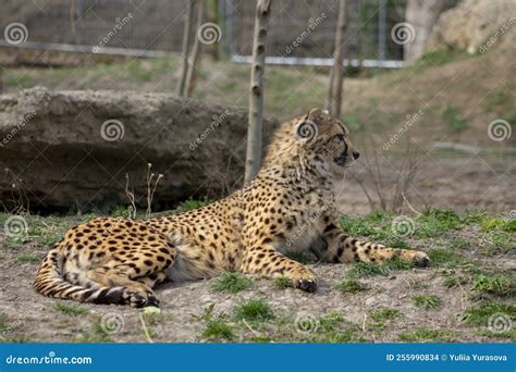 Cheetah Stock Photo Image Of Animal Lying Black African 255990834