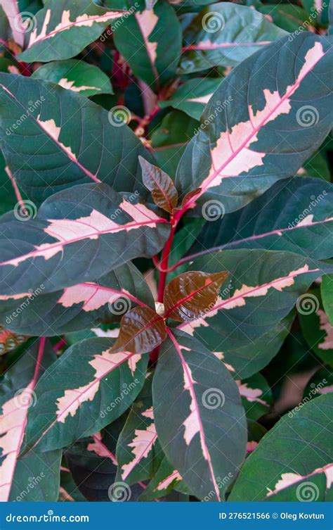 Graptophyllum Pictum Tricolor Plants With Colored Leaves In The