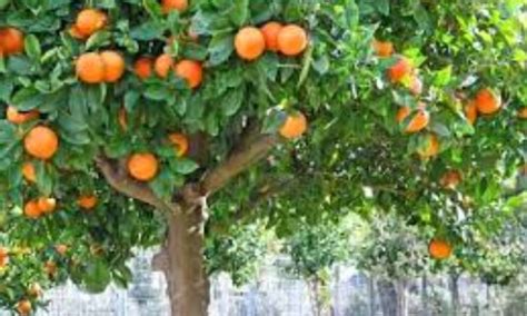 Cómo Es El Naranjo Citrus X Sinensis Características