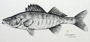 Walleye Drawing at PaintingValley.com | Explore collection of Walleye ...