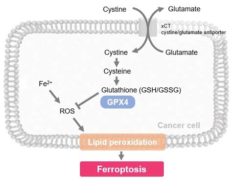 Ferroptosis Guide DOJINDO LABORATORIES