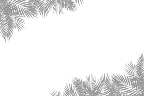 Premium Psd Palm Tree Shadows Border Isolated