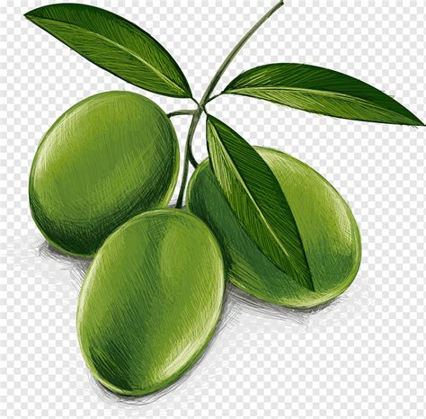 Kalamata Olive Oil Auglis Olive Material Food Leaf Olive Png PNGWing