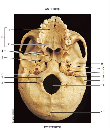 Figure 9 9 Inferior View Of Skull Diagram Quizlet