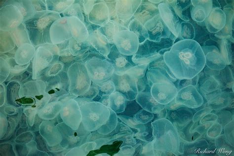 Moon Jellies Photo Richard Wong Photography