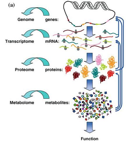 Introduction to Metabolomics – Proteome Software Technical Help Center