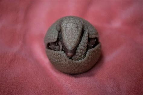 Baby armadillo born at point defiance zoo with mother : too much ...