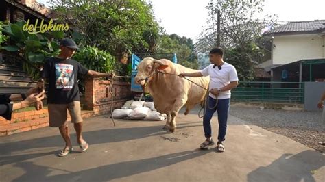 Portrait Of Wisanggeni The Heaviest Cow In Indonesia Now Owned By