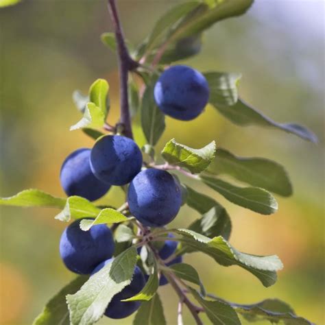 Frutas Del Bosque Con Propiedades Medicinales