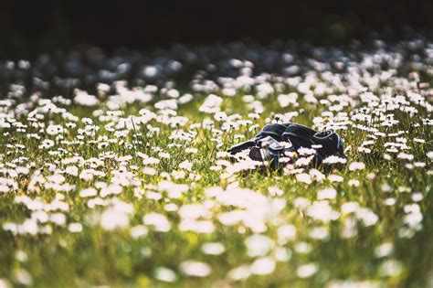 Sandals Shoes Flowers Free Photo On Pixabay Pixabay